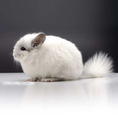 predominantly white royal persian angora chinchilla