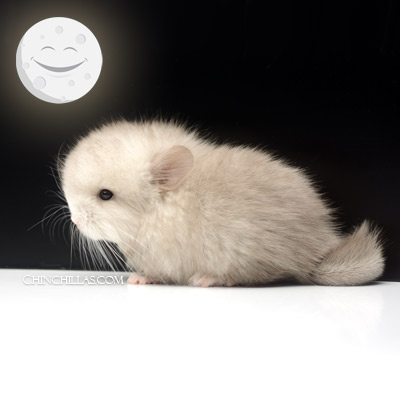 Tan and White Mosaic Royal Persian Angora chinchilla Moon