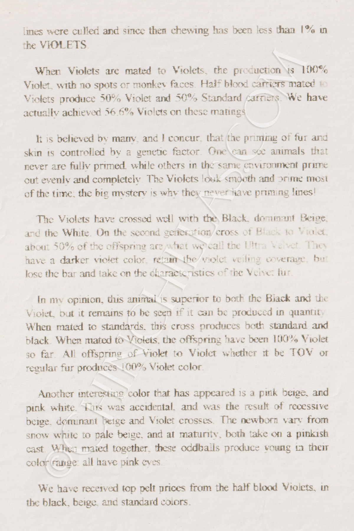 Violet Chinchilla Lloyd Sullivan Original Manuscript Account Mr X Rhodesia Africa Oakhurst California