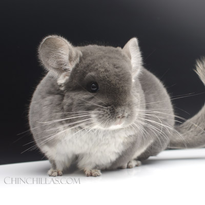 TOV Violet chinchilla Gunning Black Velvet and Sullivan Violet hybrid chinchilla ultra violet chinchillas