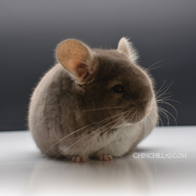 TOV Beige Brown Velvet chinchilla