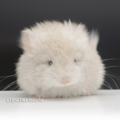 pink white royal persian angora chinchilla kit