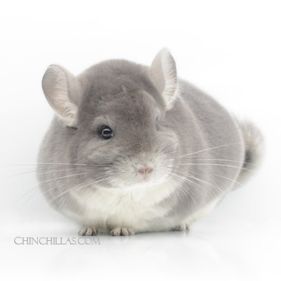 exceptional violet show chinchilla maximum genetic potential