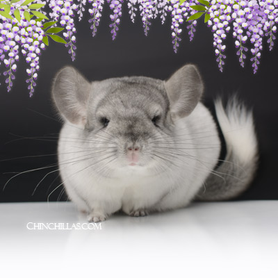 White Silver Mosaic chinchilla show quality female