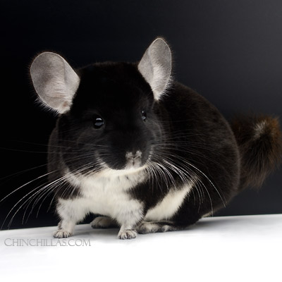 Black Pearl chinchilla