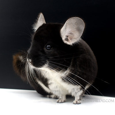 Black Pearl chinchilla