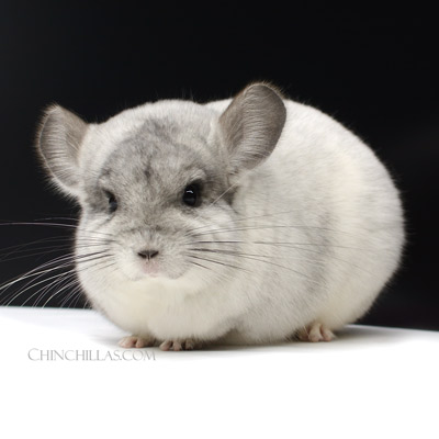 wilson white mosaic color mutation chinchilla