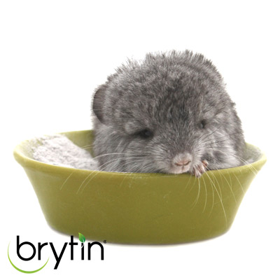 chinchilla dust  bath Brytin inert native volcanic ash