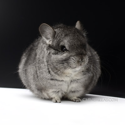 chinchillas mini dwarf miniature