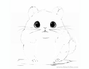 Fat Chinchilla Coloring Page