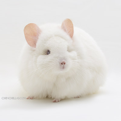 royal persian angora chinchilla pink white chinchillas chinchillas.com