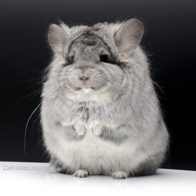 royal persian angora chinchillas for sale pink white mosaic standard black velvet