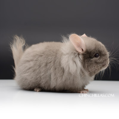 Royal Imperial Angora chinchilla