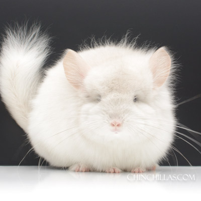 pink white royal persian angora chinchilla care standard