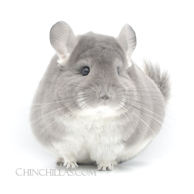 violet chinchilla Sullivan violets