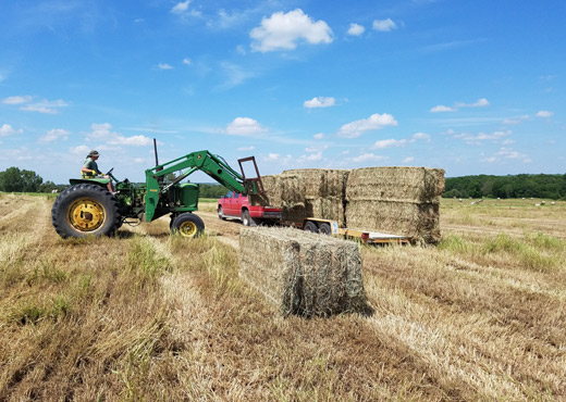 Chinchilla organic timothy hay harvest