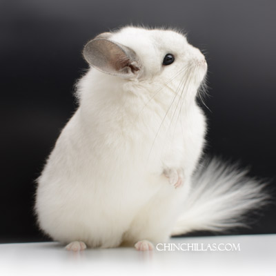 Royal Persian Angora Chinchilla White Mosaic Predominantly Henry Wadsworth Longfellow